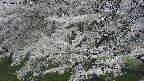 ochiai2-20250424111036.jpg