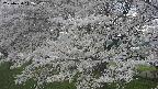 ochiai2-20250424112030.jpg