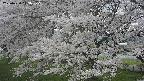ochiai2-20250424113034.jpg