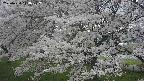 ochiai2-20250424114030.jpg