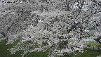 ochiai2-20250424115035.jpg