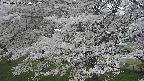 ochiai2-20250424120035.jpg