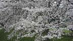 ochiai2-20250424121036.jpg