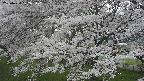 ochiai2-20250424122036.jpg