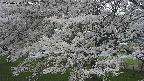 ochiai2-20250424123035.jpg