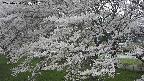 ochiai2-20250424124045.jpg