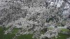 ochiai2-20250424125039.jpg