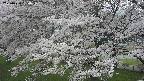 ochiai2-20250424130029.jpg