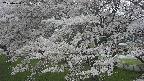 ochiai2-20250424131032.jpg