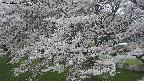 ochiai2-20250424132028.jpg