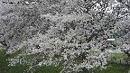 ochiai2-20250424133036.jpg