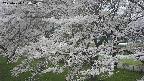 ochiai2-20250424134032.jpg