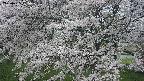 ochiai2-20250425055031.jpg