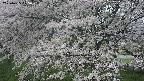 ochiai2-20250425075031.jpg