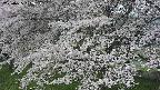ochiai2-20250425102033.jpg