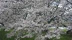 ochiai2-20250425115033.jpg