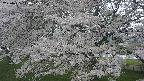 ochiai2-20250425140028.jpg
