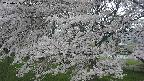 ochiai2-20250425141029.jpg