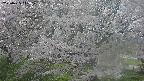 ochiai2-20250425143031.jpg