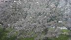 ochiai2-20250425150032.jpg