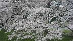 ochiai2-20250425151032.jpg