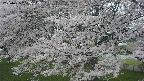 ochiai2-20250425152031.jpg