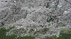 ochiai2-20250425153029.jpg