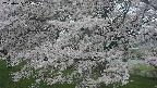 ochiai2-20250425154030.jpg