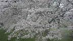 ochiai2-20250425155030.jpg