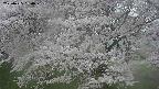 ochiai2-20250425160030.jpg