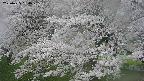 ochiai2-20250425164029.jpg