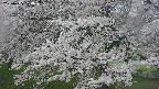 ochiai2-20250425170031.jpg