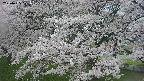 ochiai2-20250425171031.jpg