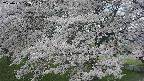 ochiai2-20250425172032.jpg