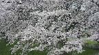 ochiai2-20250425174030.jpg