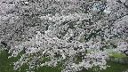 ochiai2-20250425180030.jpg