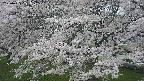 ochiai2-20250425181030.jpg