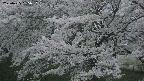 ochiai2-20250425185032.jpg