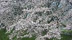 ochiai2-20250426050116.jpg