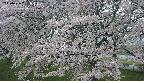 ochiai2-20250426051107.jpg