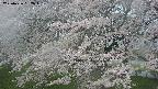 ochiai2-20250426052104.jpg