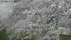 ochiai2-20250426054101.jpg