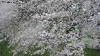 ochiai2-20250426062109.jpg