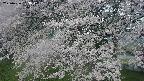 ochiai2-20250426063109.jpg