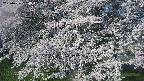 ochiai2-20250426064112.jpg