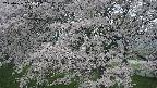 ochiai2-20250426065110.jpg