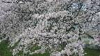 ochiai2-20250426070121.jpg