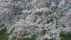 ochiai2-20250426071120.jpg