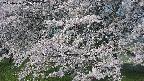 ochiai2-20250426072111.jpg