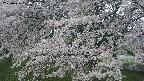 ochiai2-20250426074117.jpg